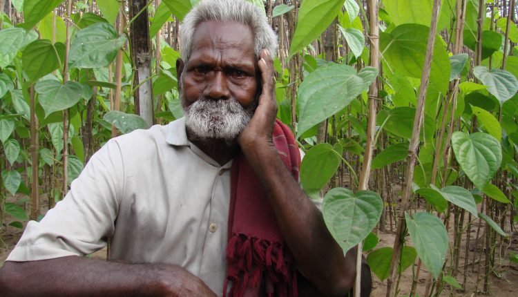 ECONOMICS OF BETEL LEAF CULTIVATION - Odisha Connect