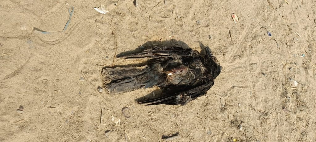 Chilika Burd Flu
