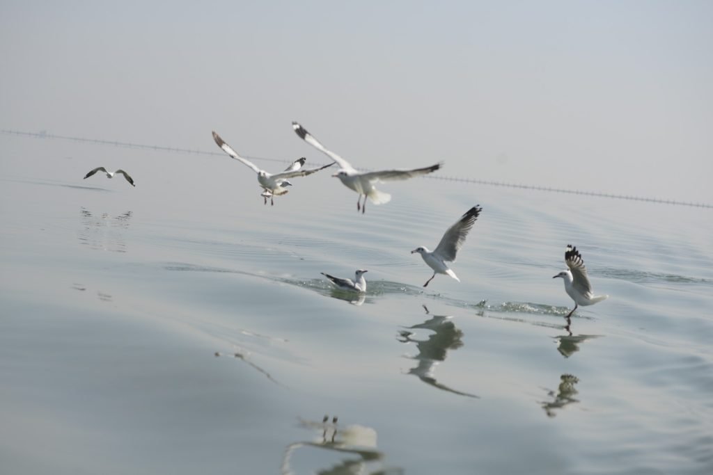 Migratory bird at risk